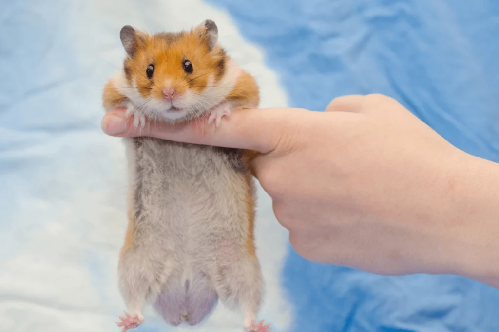 Golden Syrian Hamster being held