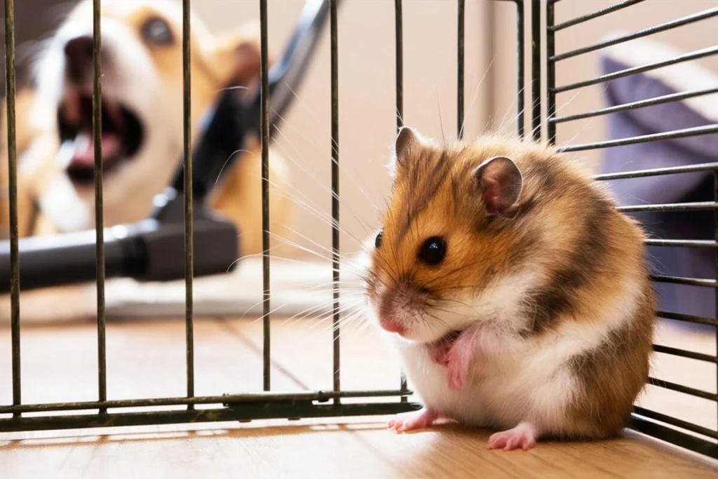 Hamster in cage looking worried