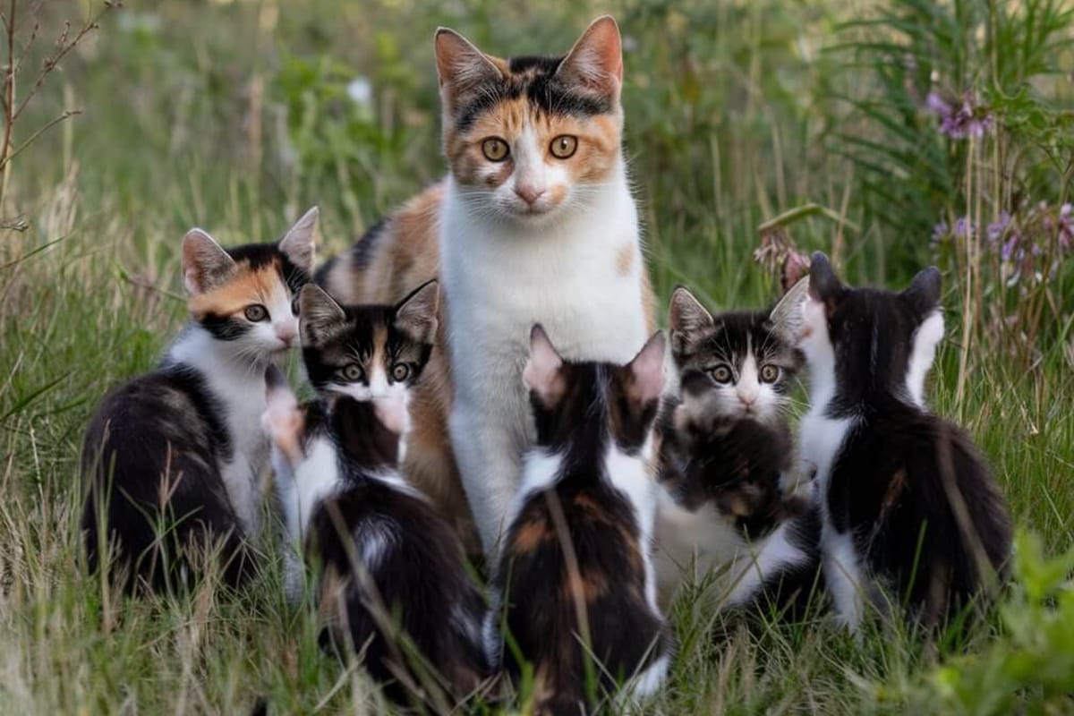 Mother calico cat surrounded by her kittens in a grassy field.