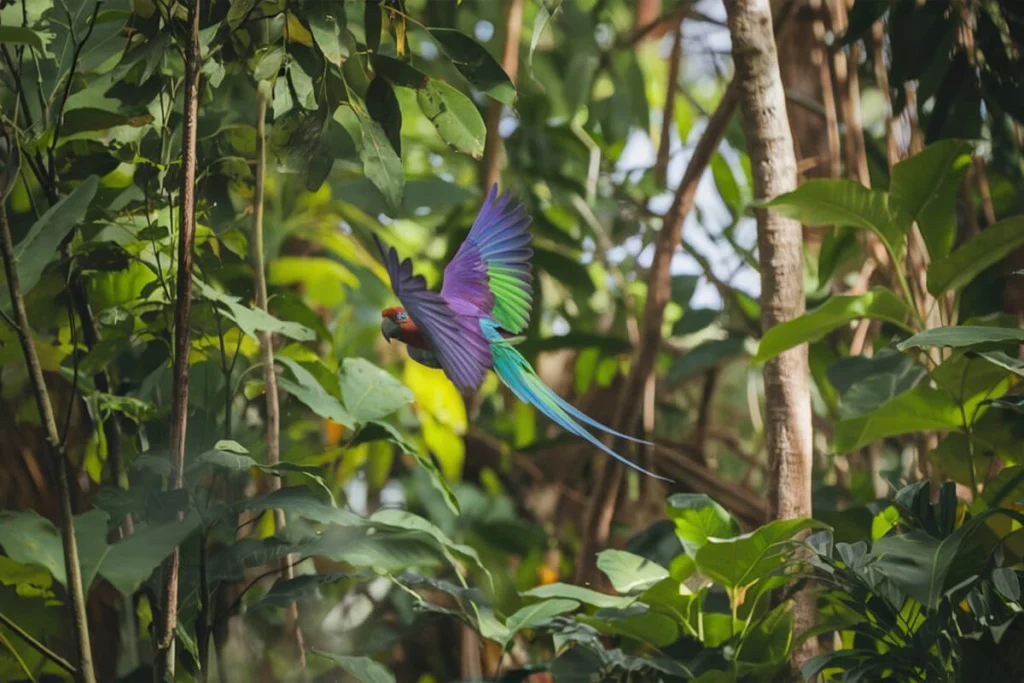  A colorful parrot in flight amidst lush green foliage, its wings displaying a range of colors including purple, green, and blue.