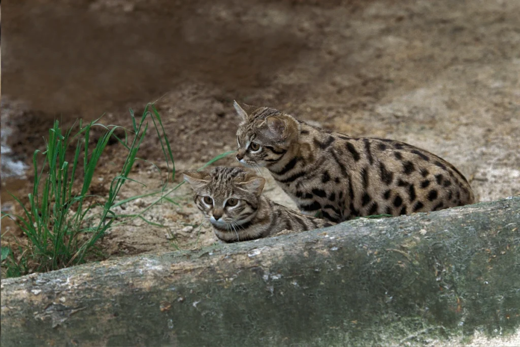 Two Black-Footed Cats, one slightly behind the other, with mottled fur and alert eyes, positioned on a rock surface against a blurred background.