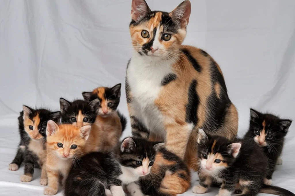 Mother calico cat with a group of diverse kittens.