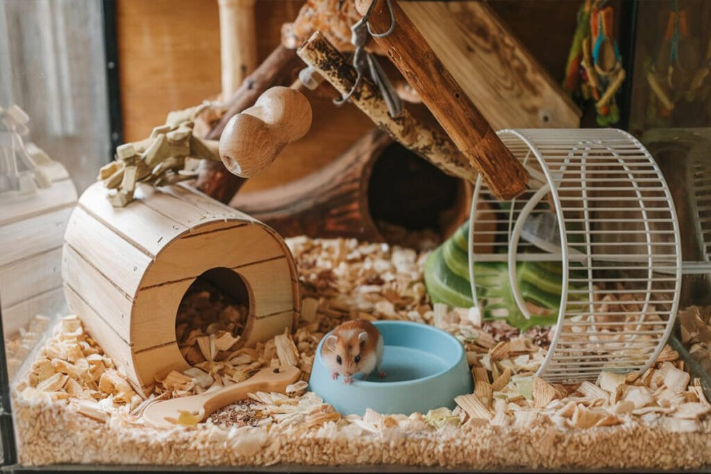  A hamster in a cage.