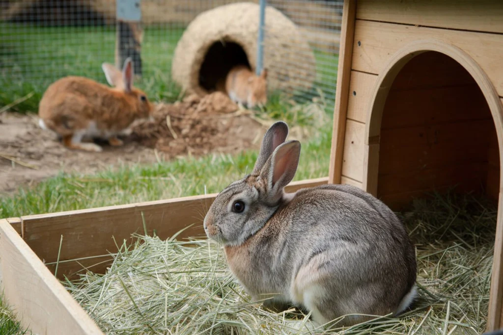 Rabbits and enclosure