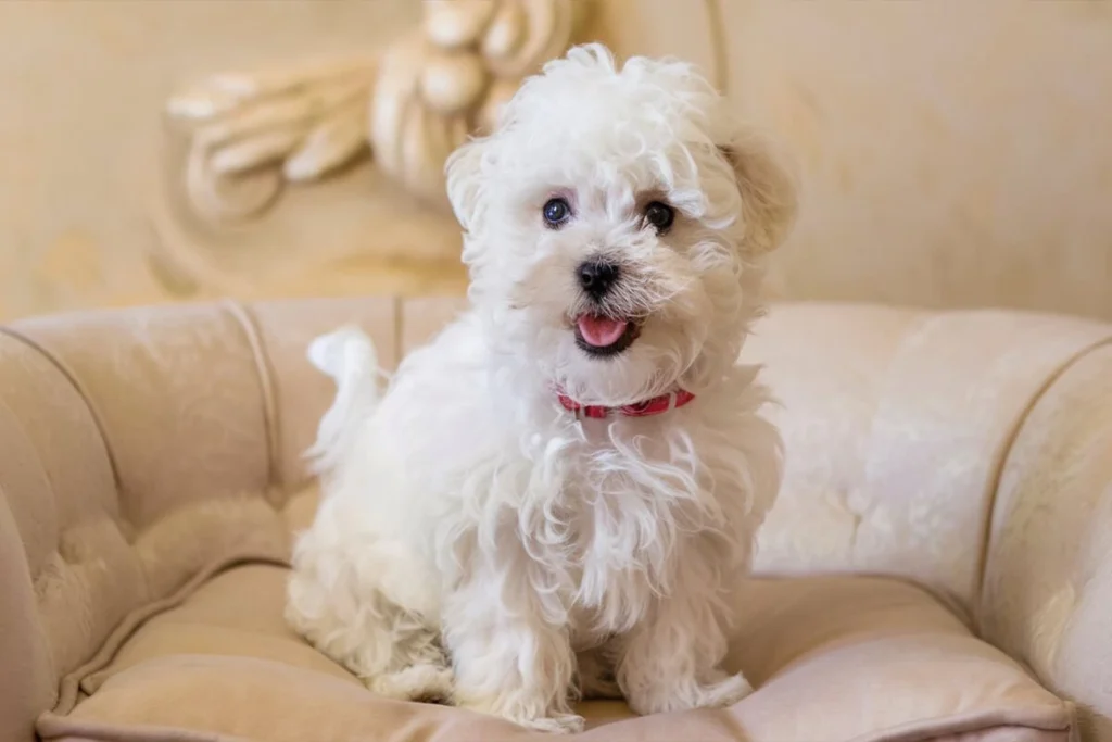 Cute white Bichon Frise Fluffy Puppy Breed sitting on a chair