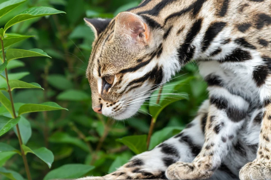 looking down intently with bright green foliage behind