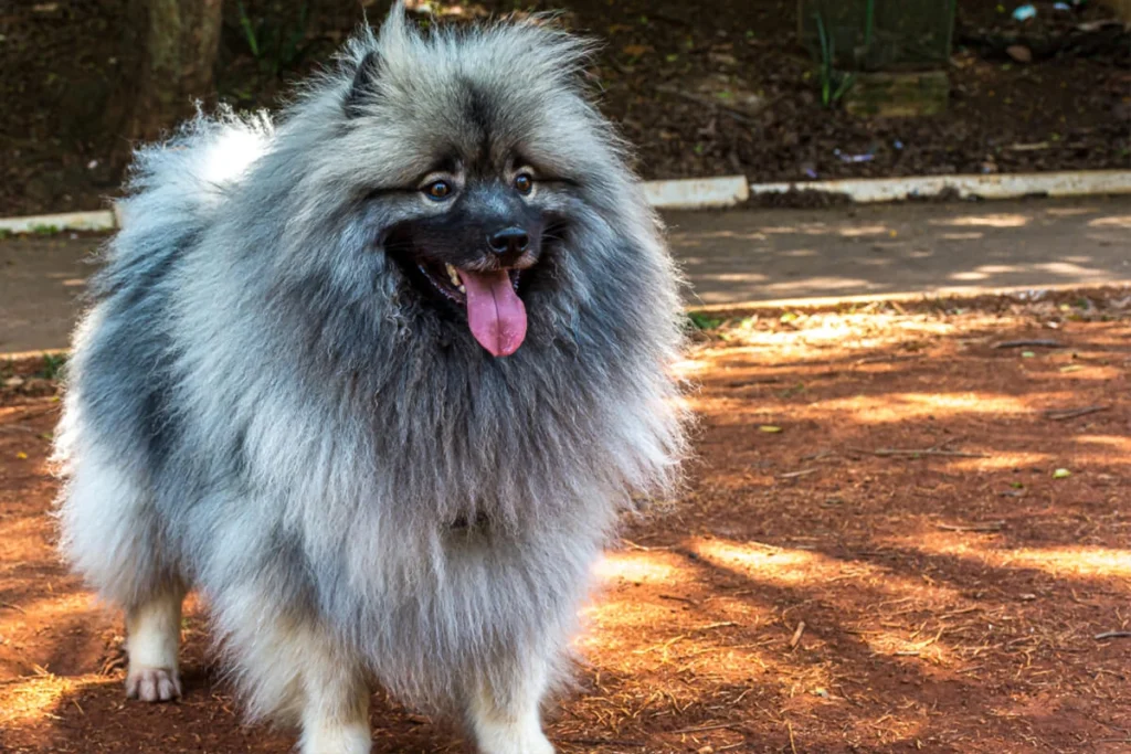 Grey Keeshond dog standing outdoors with its tongue out, one of the best Fluffy Puppy Breeds