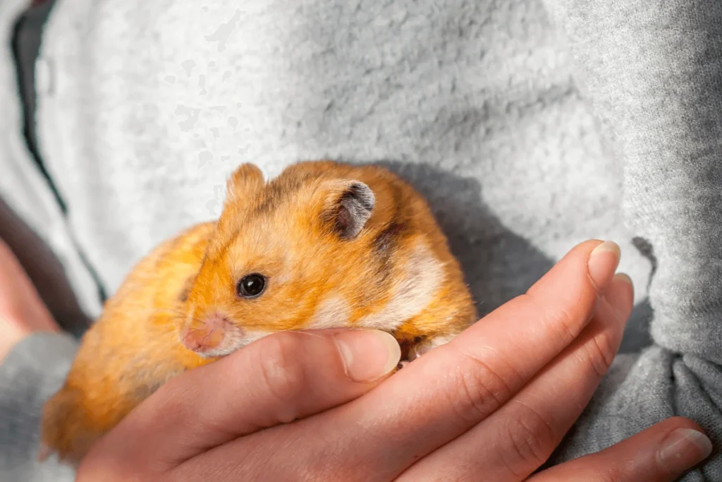 Tiny Sleepy Pet resting in a human's hand.