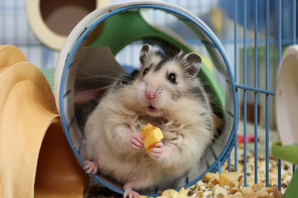 Long-haired Syrian hamster inside a wheel.