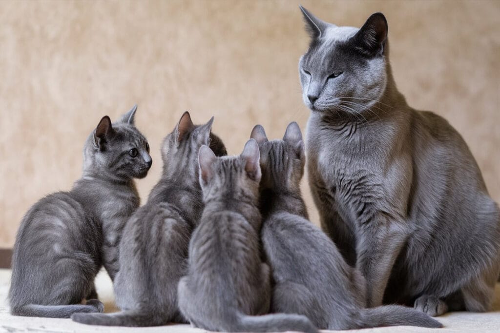 Mother Russian Blue with her kittens.