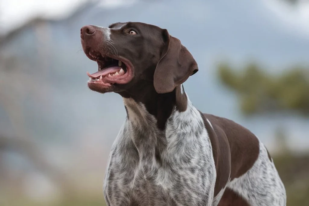 Close-up of a German Shorthaired Pointer's head, showing graying muzzle and eyes.