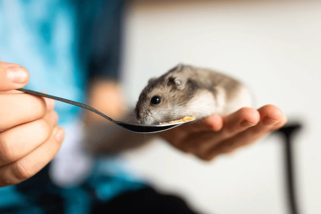 Chinese dwarf hamster eating off of a spoon in a human's hand.