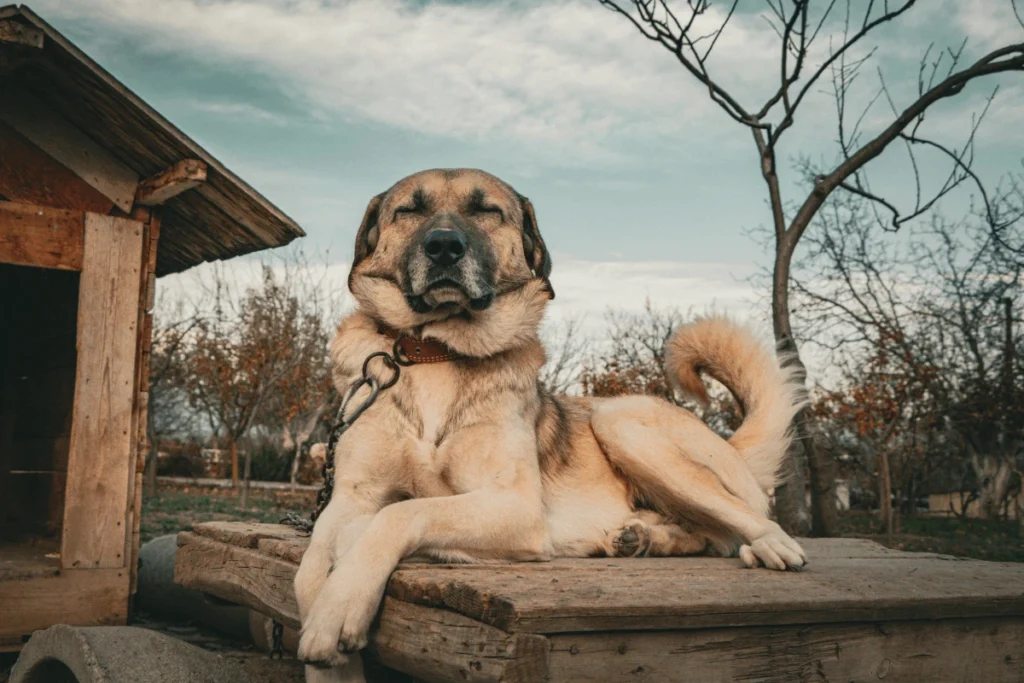 Anatolian Shepherd Resting