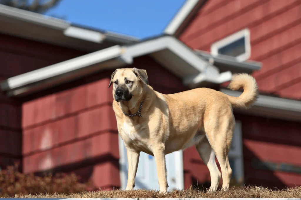 Kangal Shepherd Guardian