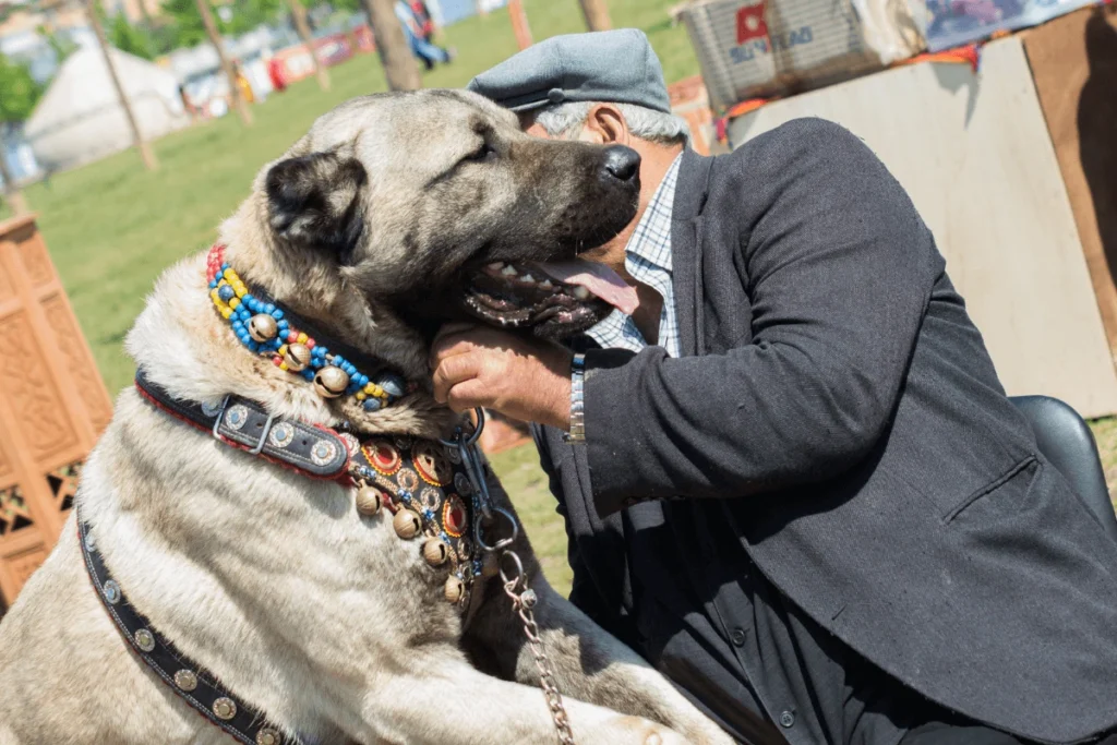 Kangal Dog with Handler