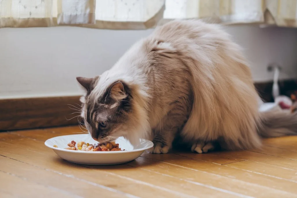 Ragdoll cat eating from a white plate on a wooden floor.