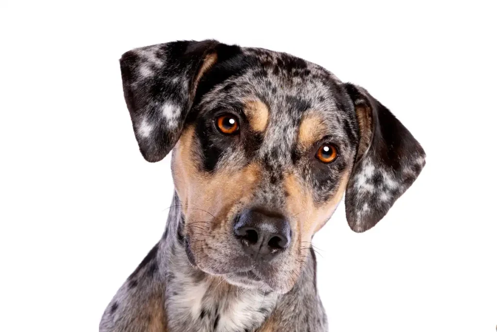Close-up headshot of a blue merle Catahoula Leopard Dog with tan points and amber eyes, tilting its head against a plain white background.