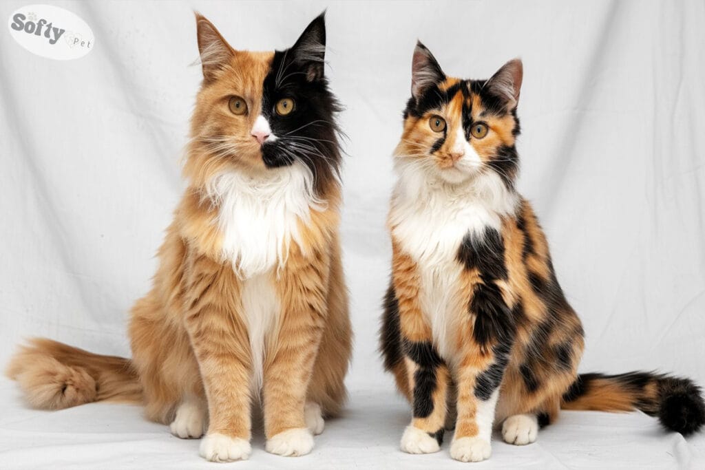 chimera cat and a calico sitting side by side.