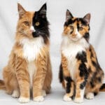 chimera cat and a calico sitting side by side.