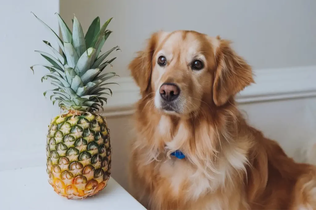 A golden retriever dog sitting attentively next to a whole fresh pineapple on a white surface.
