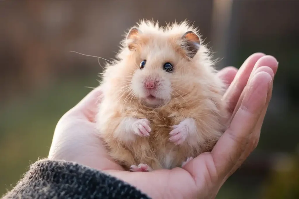 Fluffy golden Teddy Bear Hamster held gently in a person's cupped hand outdoors.
