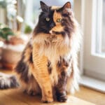 A long haired cat with a striking half-black, half orange face sitting by a sunny window, how to tell if your cat is a chimera?