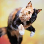 Playful chimera cat with half-black, half-orange face and different-colored eyes.