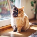A Chimera cat with a split black and orange face sitting by a window in warm sunlight.
